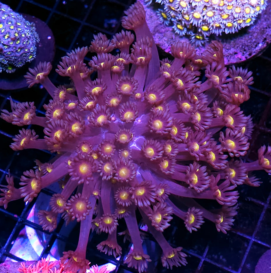 Walking Dead Branching Goniopora Colony