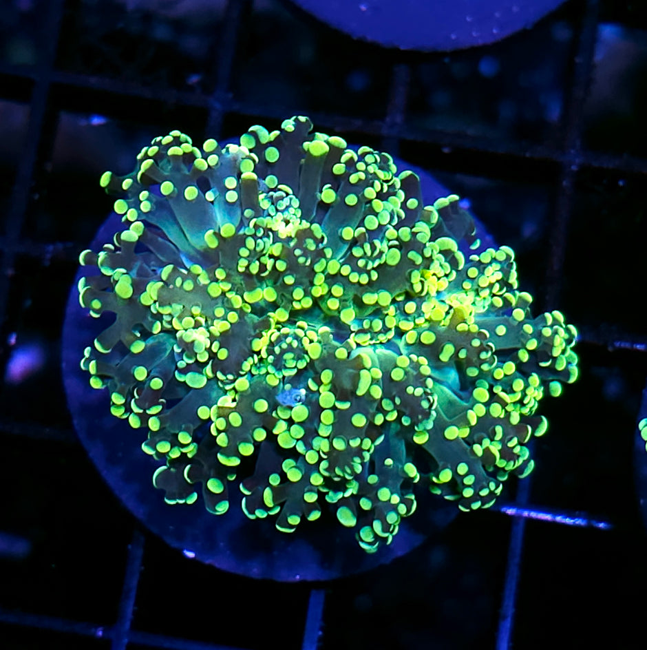 Stun Gun Frogspawn
