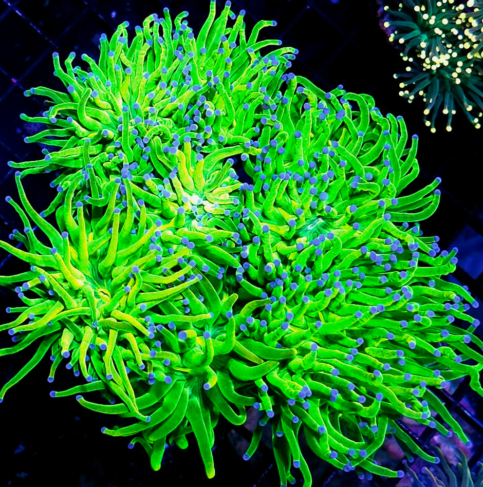 Approx 7 Head Closet Freak Holy Grail Torch Colony