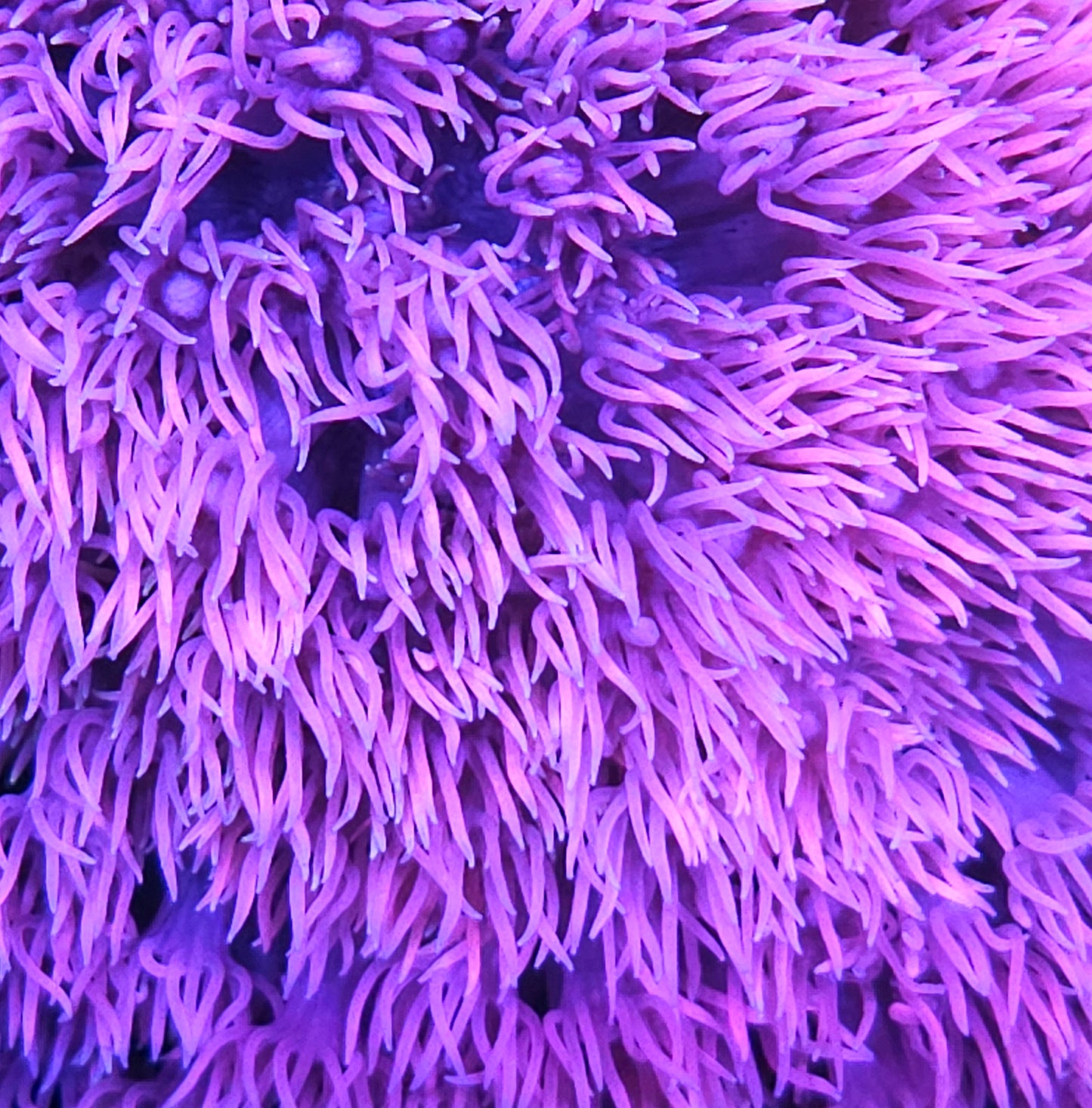 HF Hubba Bubba Goniopora SMALL FRAG NOT WYSIWYG OUR PICK