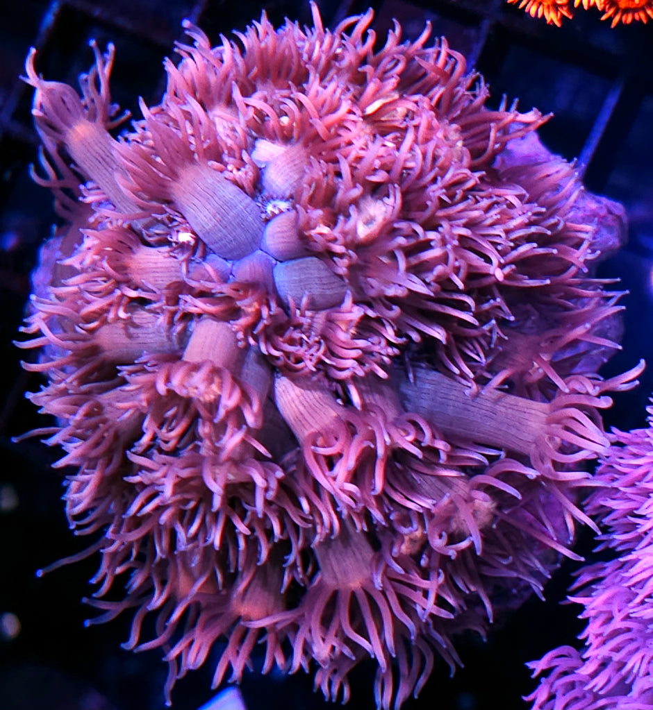 😱Pink Confetti Goniopora Colony😱