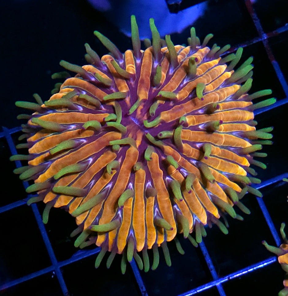 HF Baja Berserk Fungia Plate