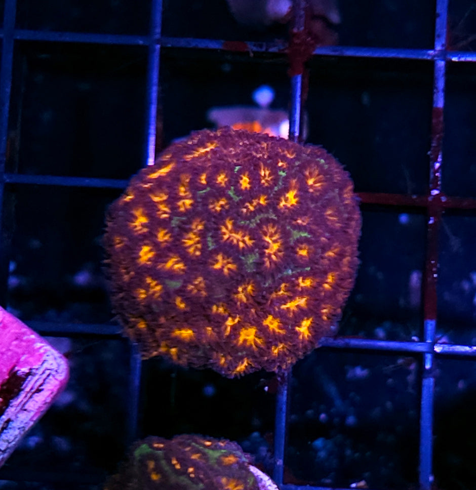 John Deer Leptastrea