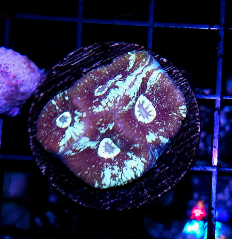 Overspray Goniastrea