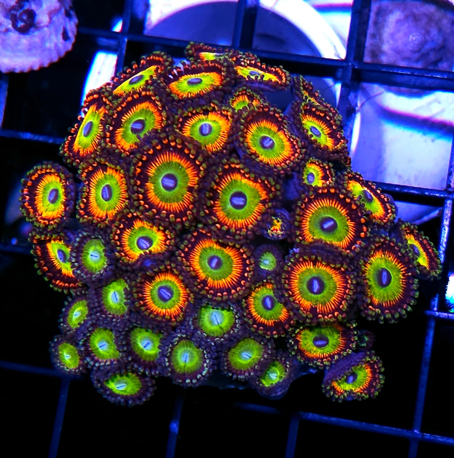 Bowser Mix Zoa Colony
