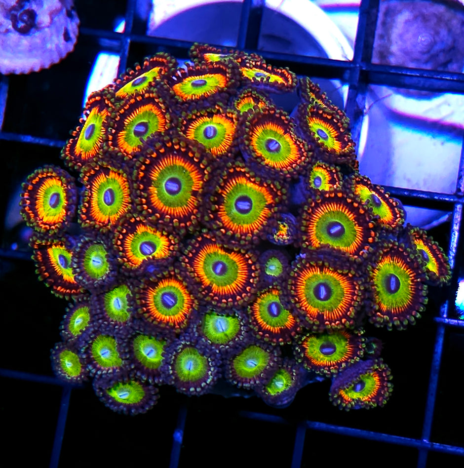 Bowser Mix Zoa Colony