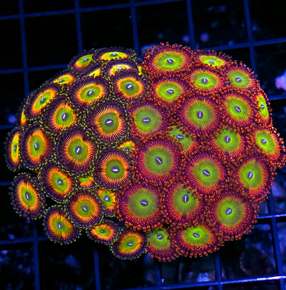 Candy Apple Red & Rainbow Implosion Zoas
