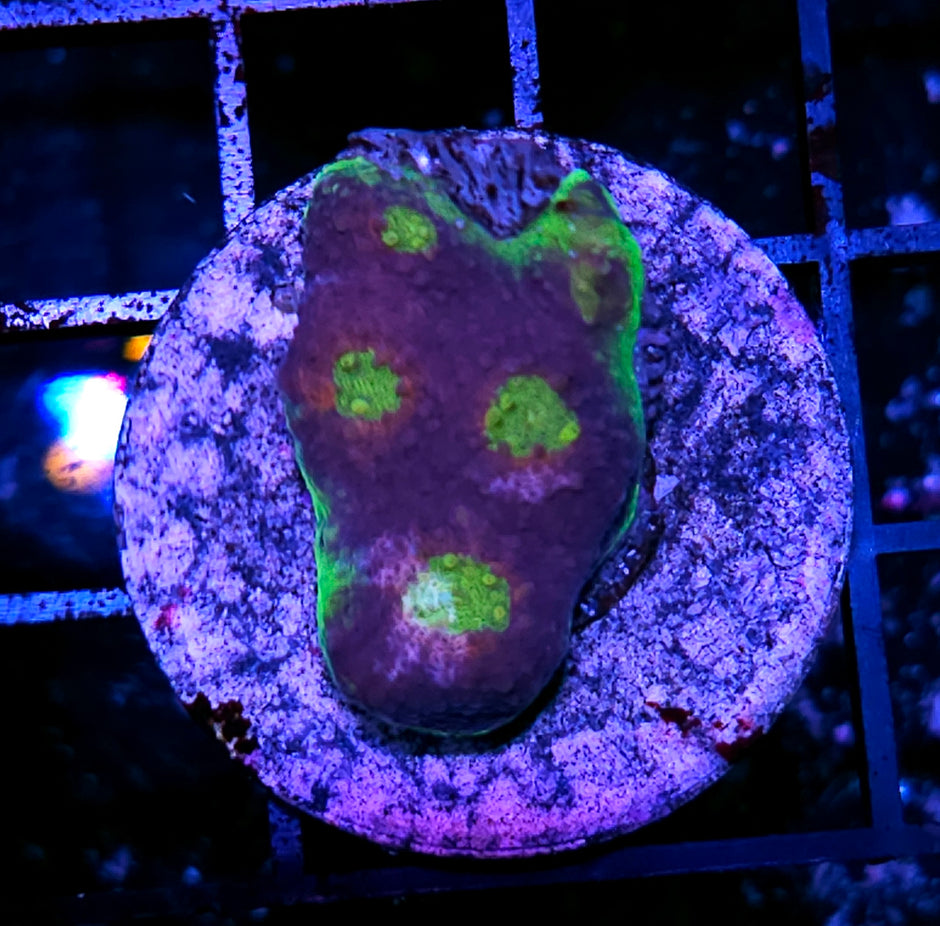 HF Primal Rage Chalice