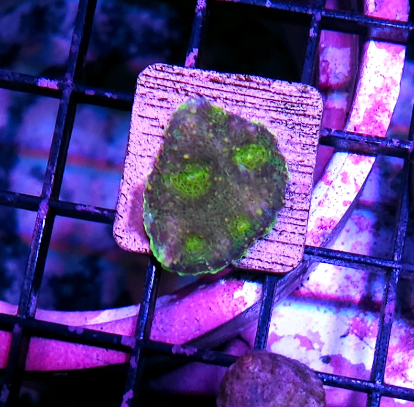 Bug Juice Acan Echinata