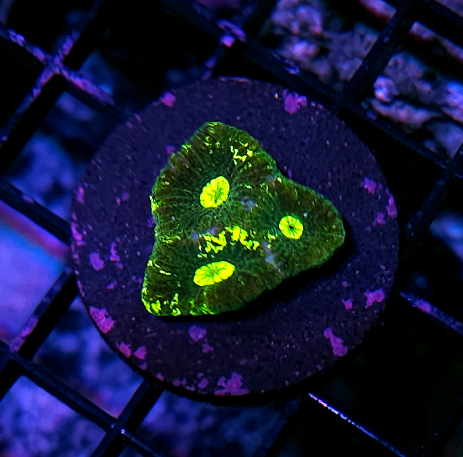 Sewer Rat Goniastrea