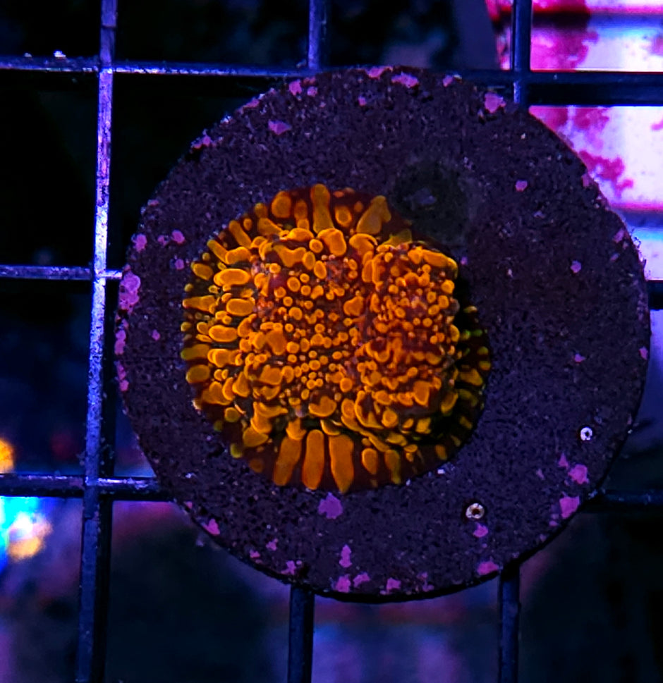 CC Cloud Berries Chalice