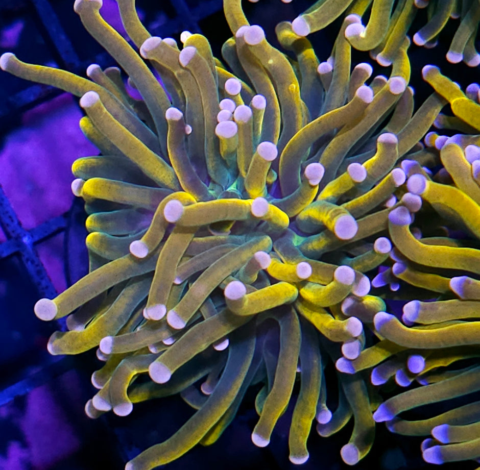 Tiger God Holy Grail Torch (pink tip)