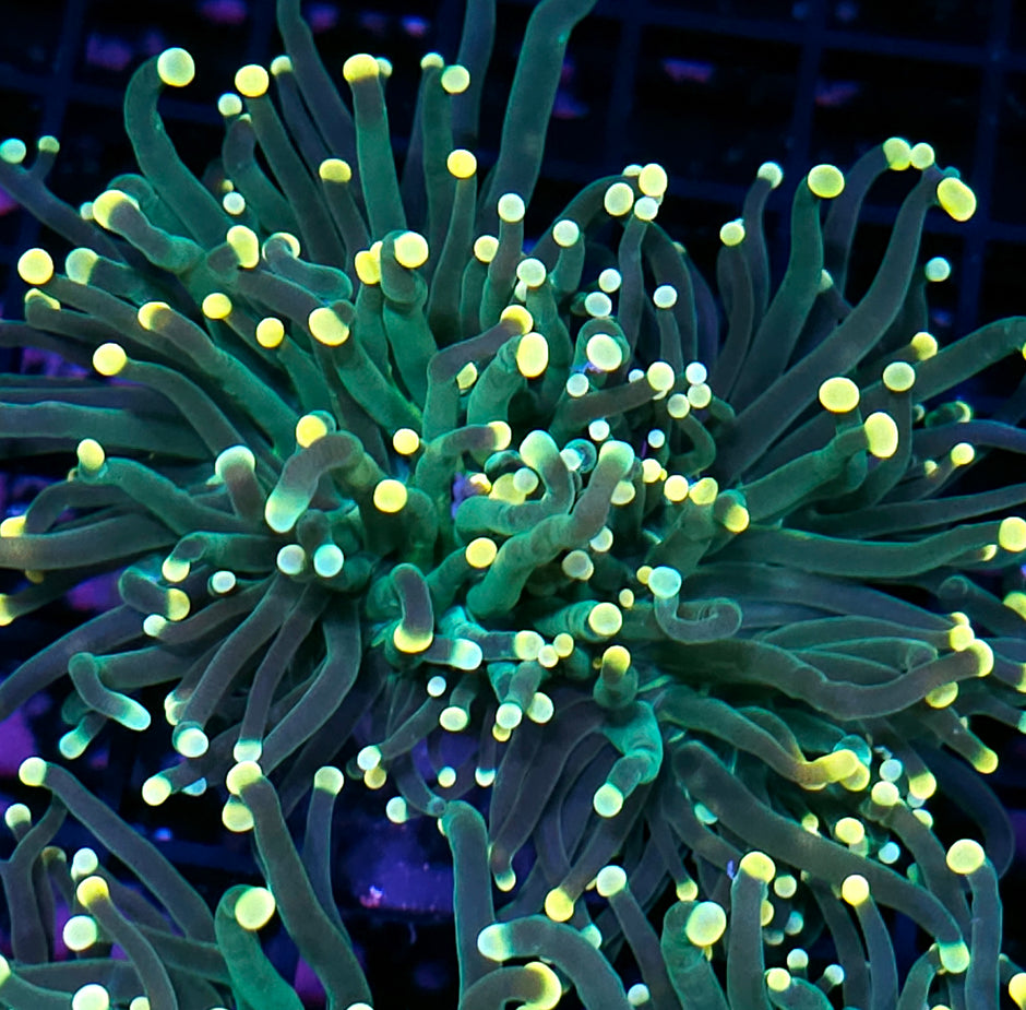 Orange Tip Skittles Torch