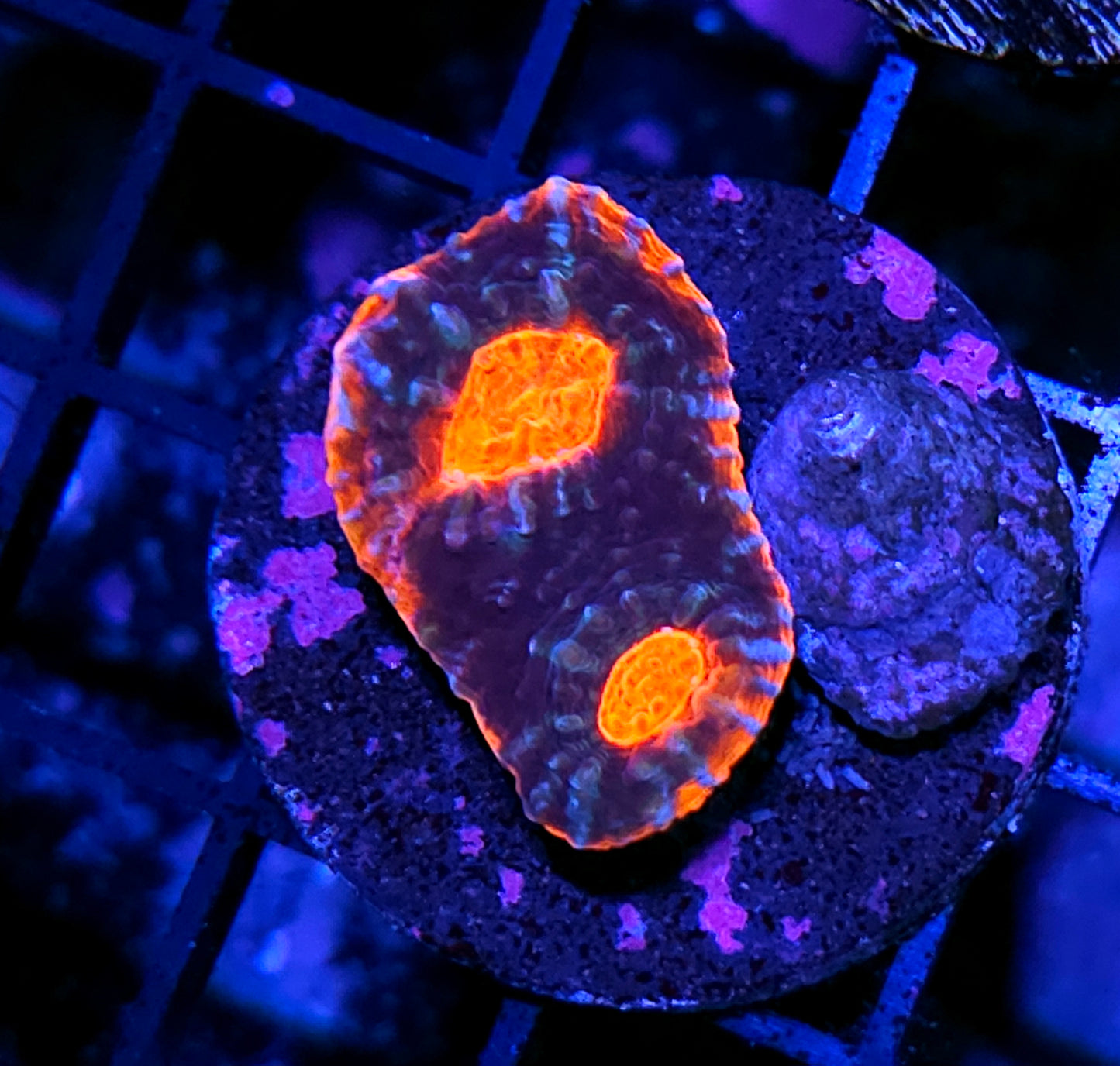 HF Andromeda Strain Red Rim Chalice