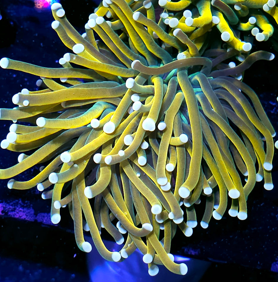 Tiger King Holy Grail Torch (white tip)