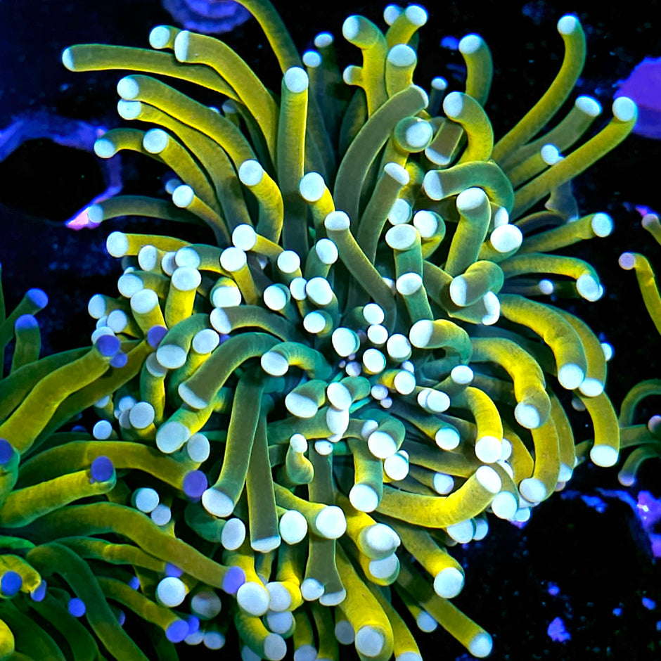 Tiger King Holy Grail Torch (white tip)