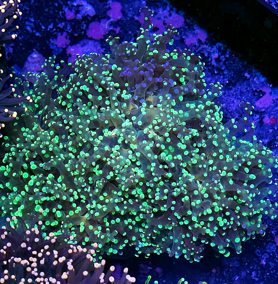 Approx 6-7 Head Grafted Frogspawn Colony