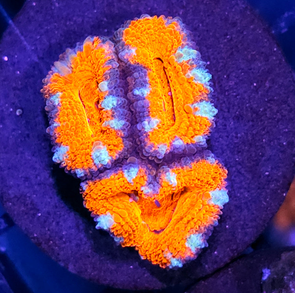 Tangerine Tang Acan