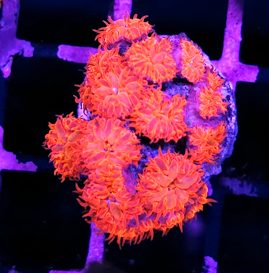 Aquacultured Blue Raven Blastos Colony