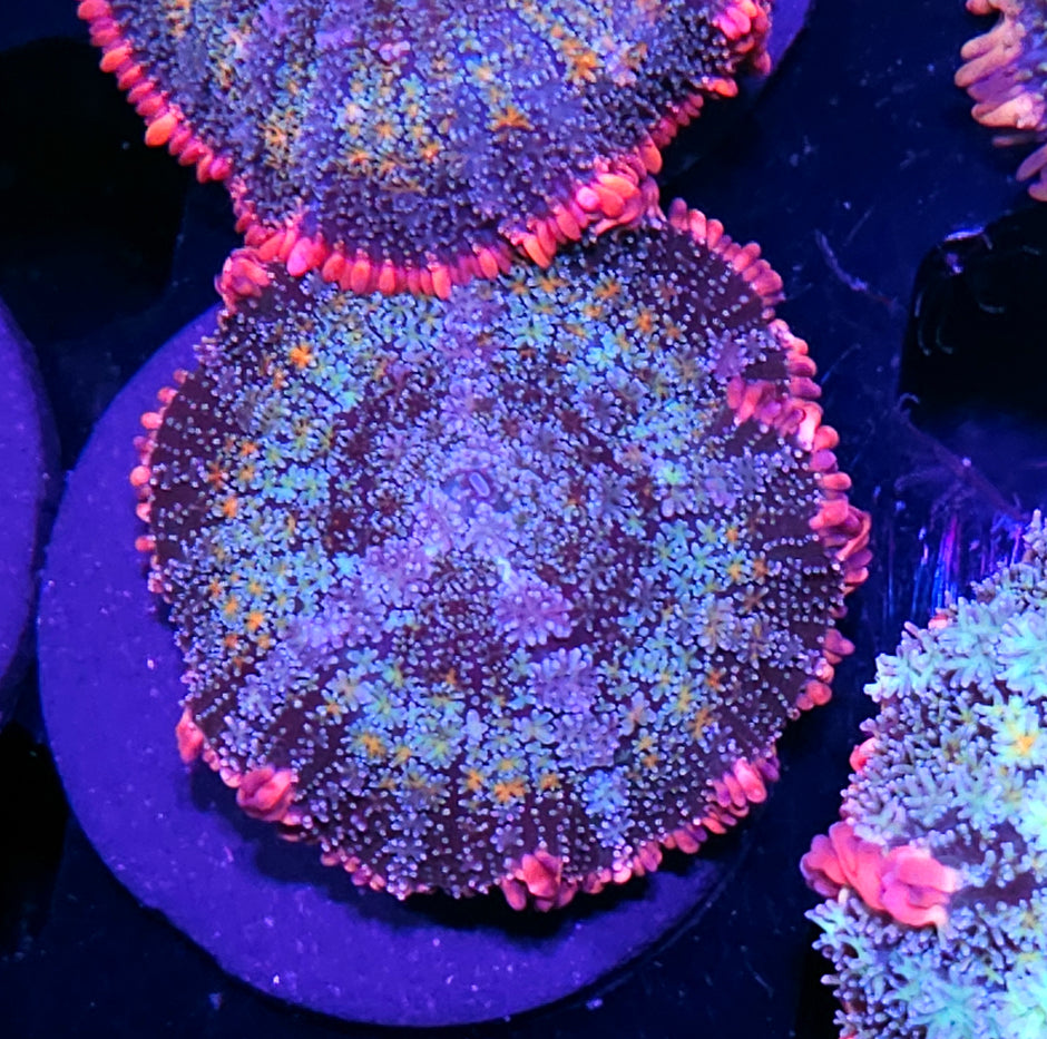 Frankenstein Bounce Mushroom