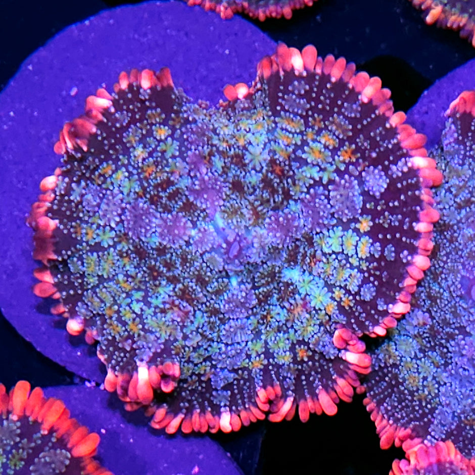 Frankenstein Bounce Mushroom