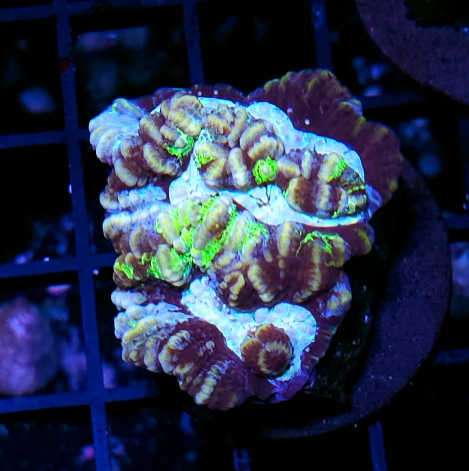 Primal Rage Symphyllia Wilsoni