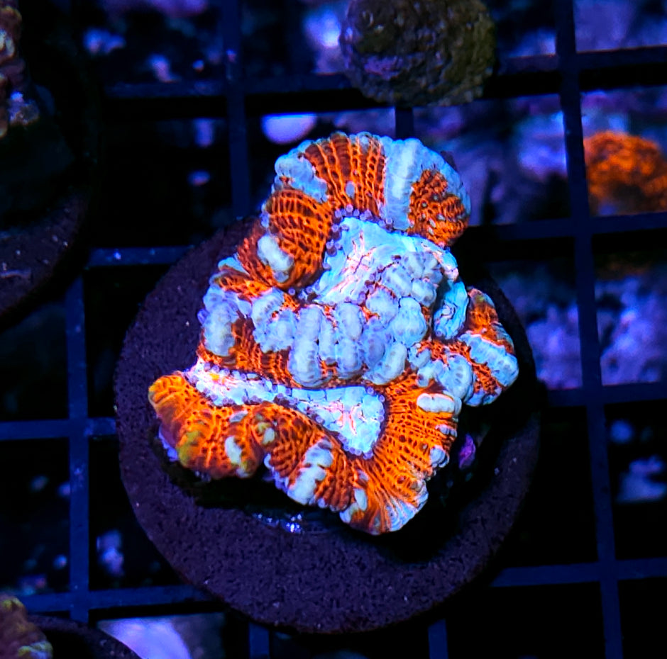 Iced Fire Symphyllia Wilsoni