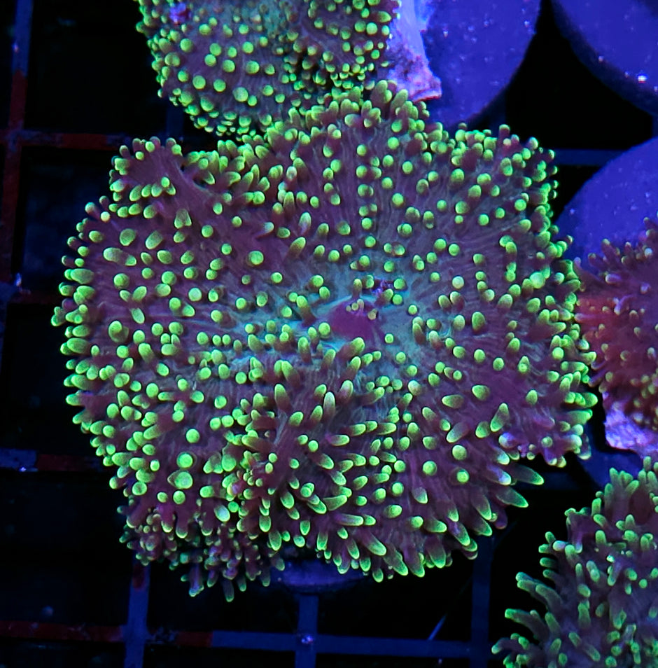 HF Shag Daddy Carpet Mushroom