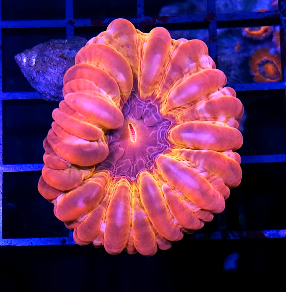 One in a Million Cynarina