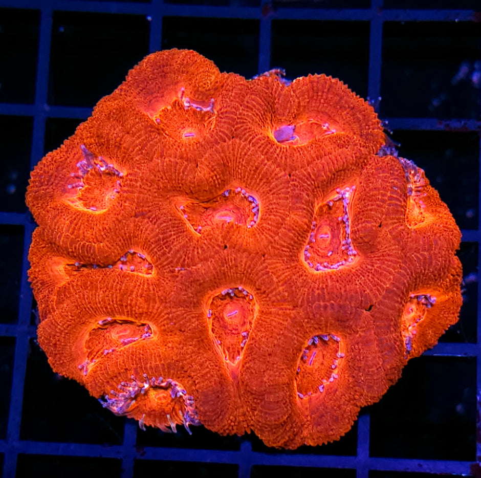 Hot Magma Acan Colony