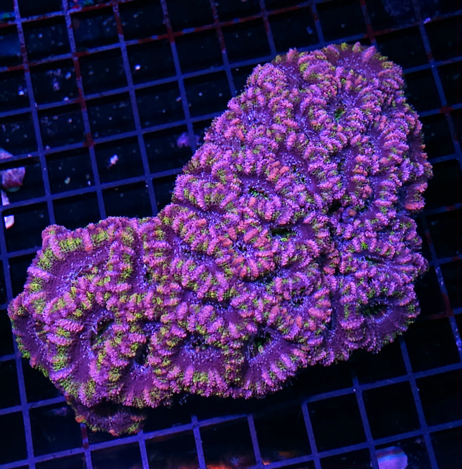 XL Saturn's Jubilee Acan Colony