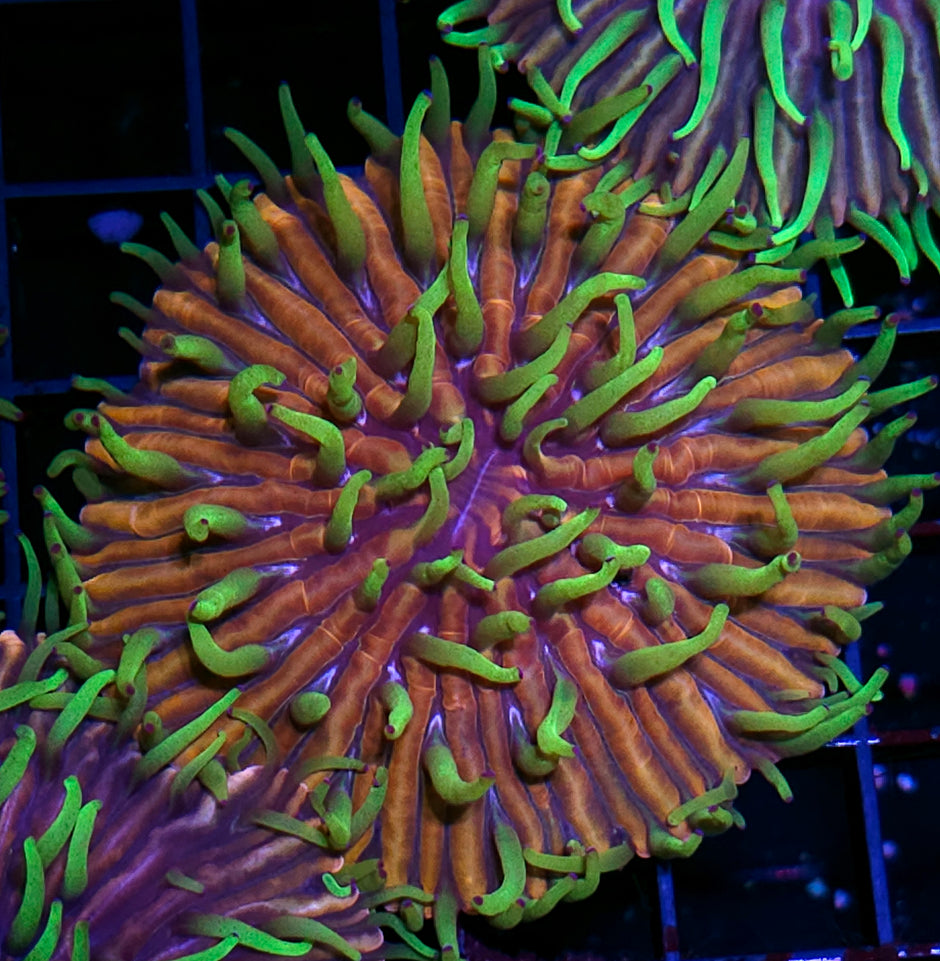 HF Baja Berserk Fungia Plate