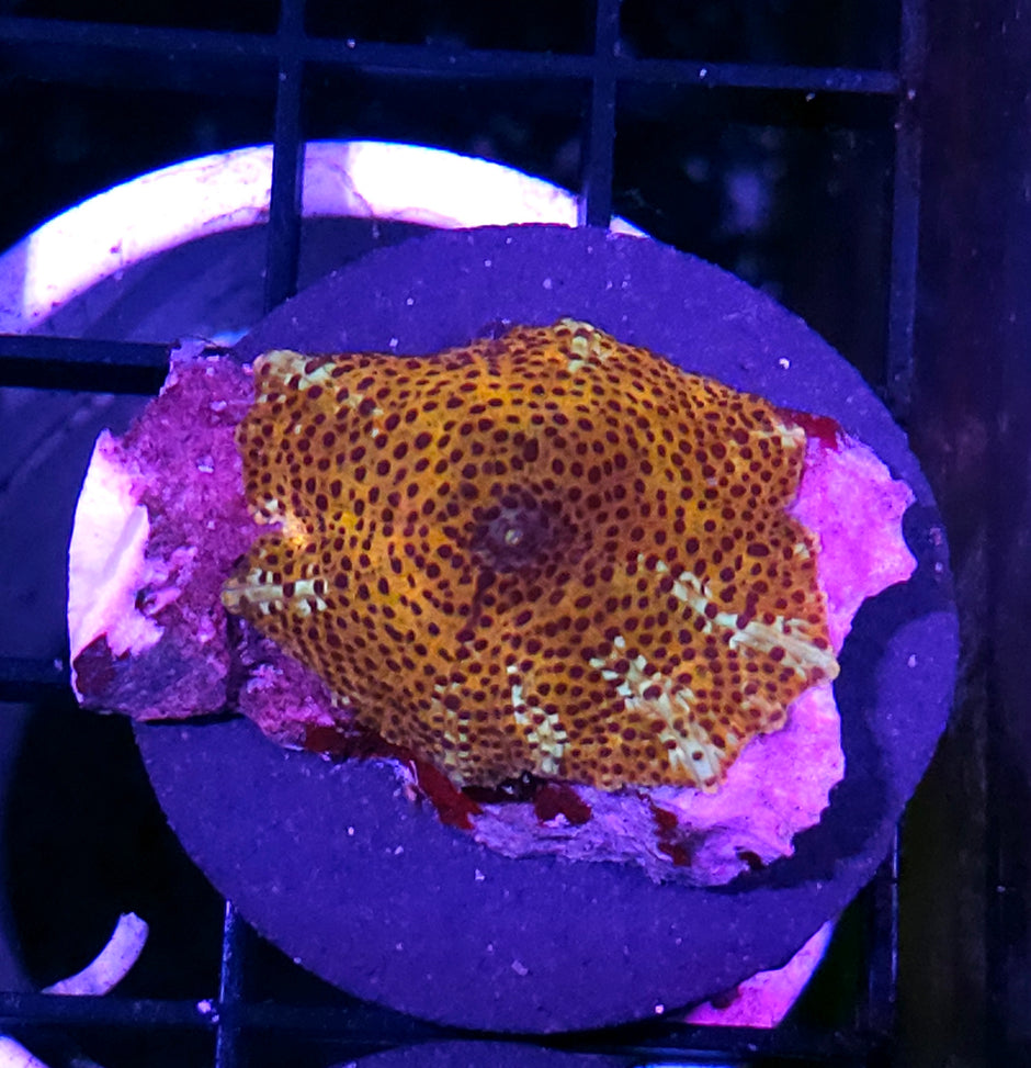 HF Cheetah Mushroom