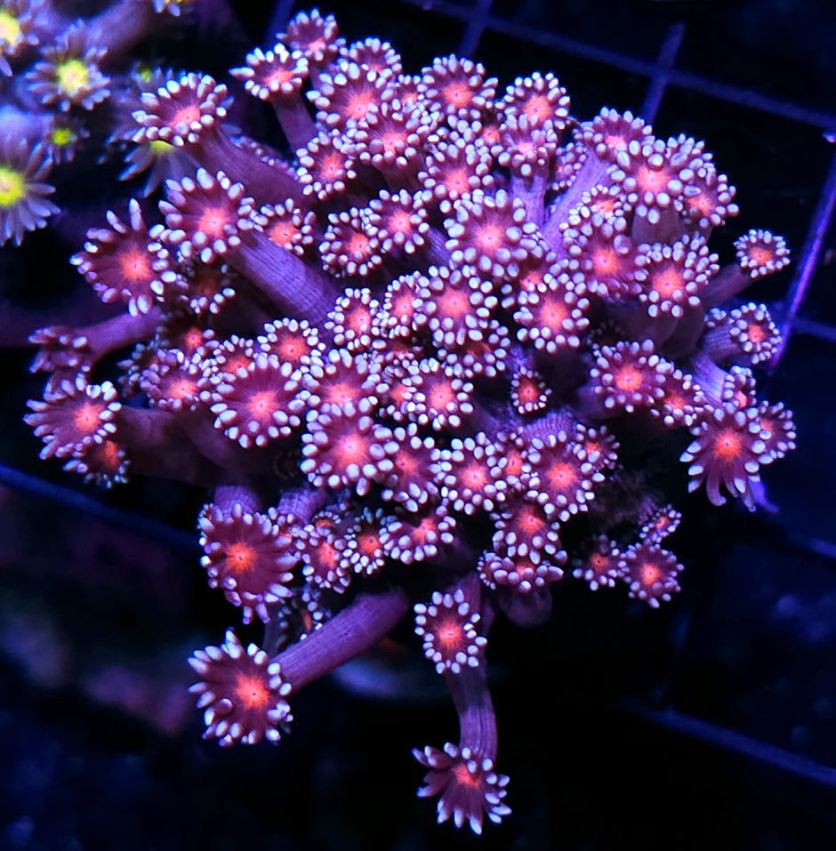 Walking Dead Branching Goniopora Colony