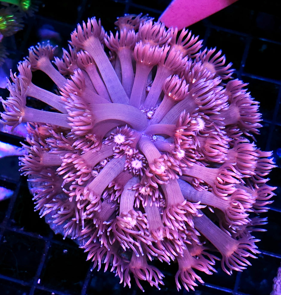 Cotton Candy Goniopora Colony OPENS BIG