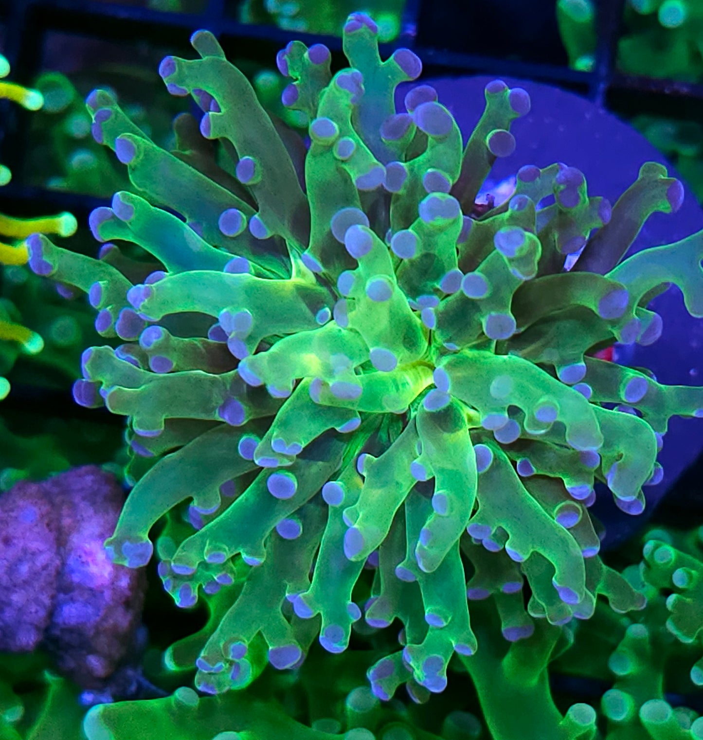 Blue Tip Frogspawn