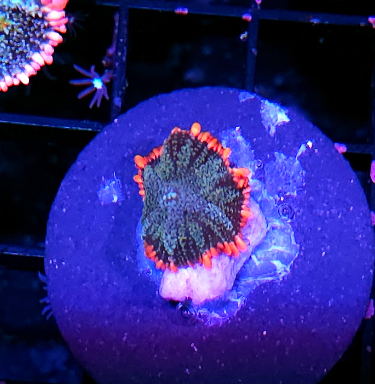 Baby Frankenstein Bounce Mushroom