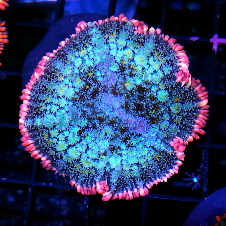 3" Frankenstein Bounce Mushroom