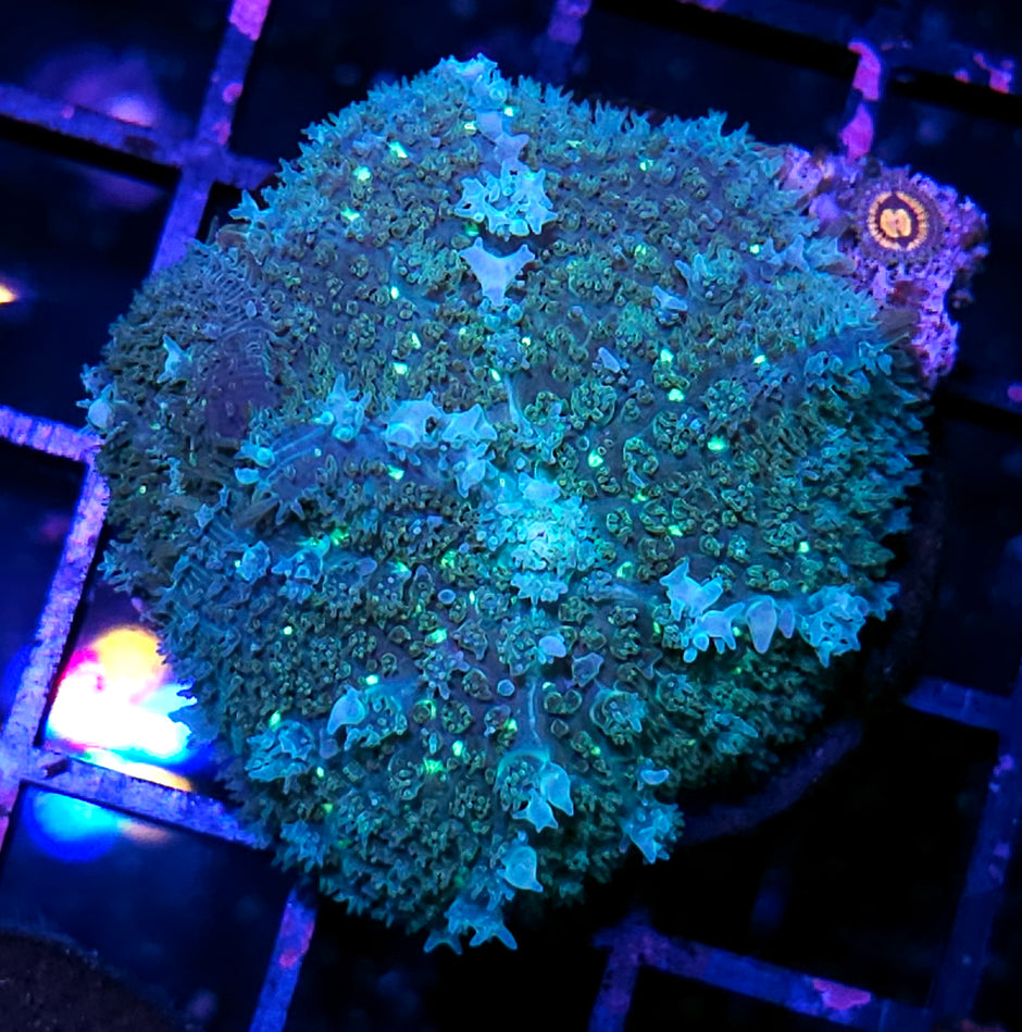 HF Kimchi Bounce Mushroom