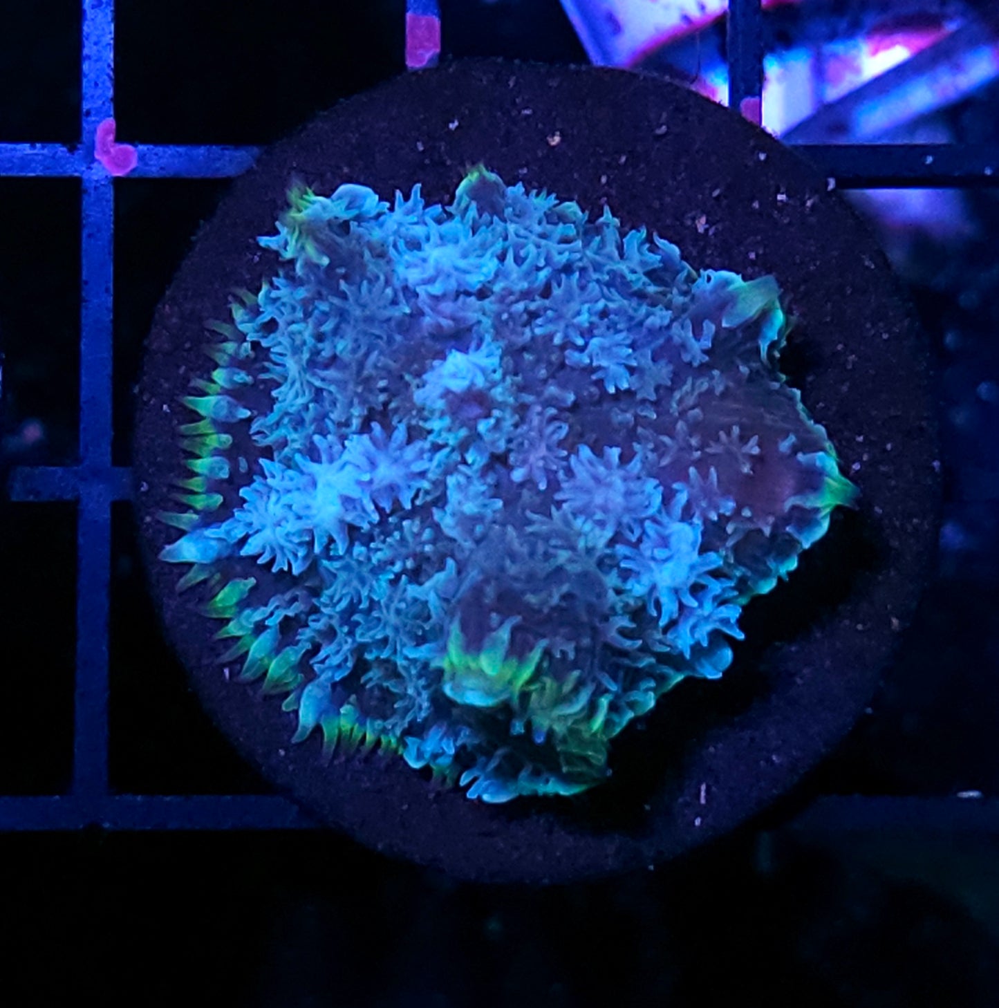HF Frostbite 🥶 Pom Pom Mushroom