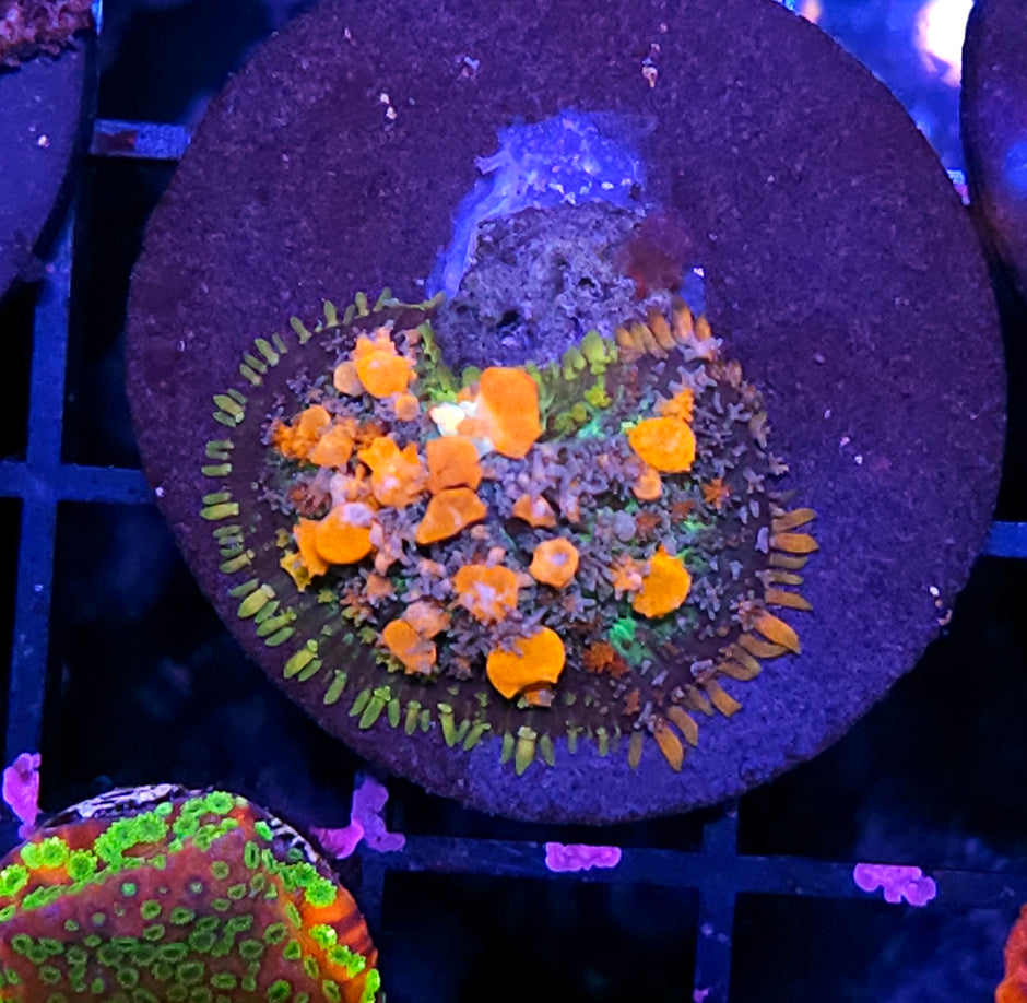 WWC Lineaged Bounce Mushroom