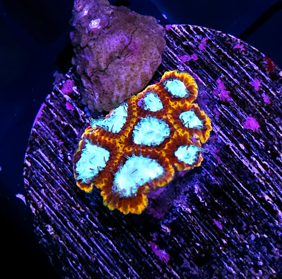 HF Wizard of OZ Micro Favia