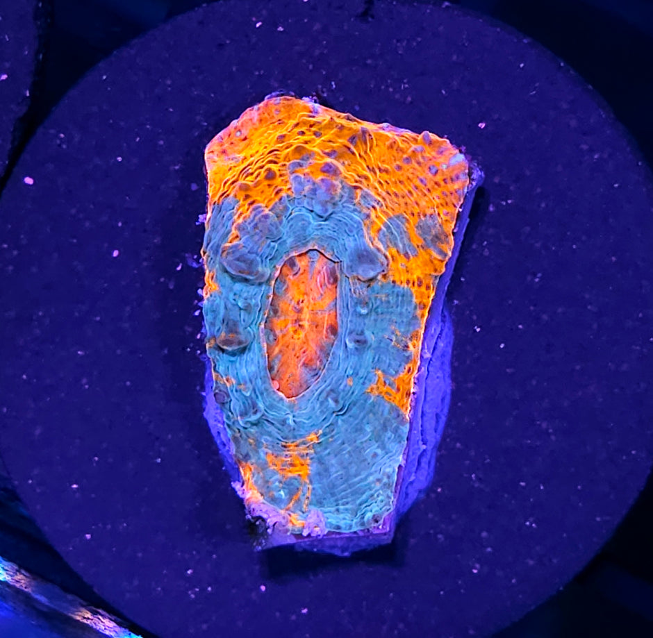 HF Sea Serpent Chalice