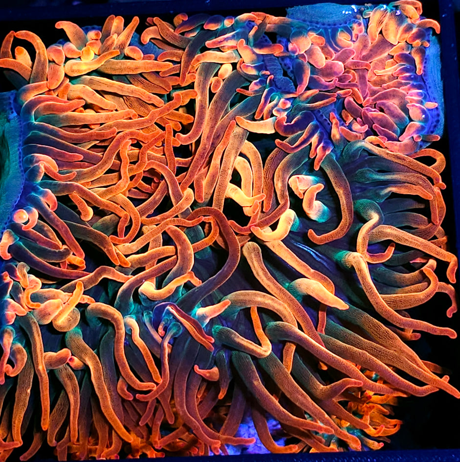 Rizzo's Florida Sunburst Bubble Tip Anemone NOT WYSIWYG OUR PICK