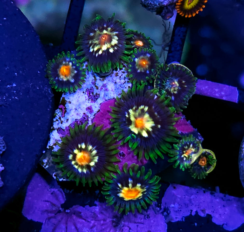 JF Stargazer Zoas