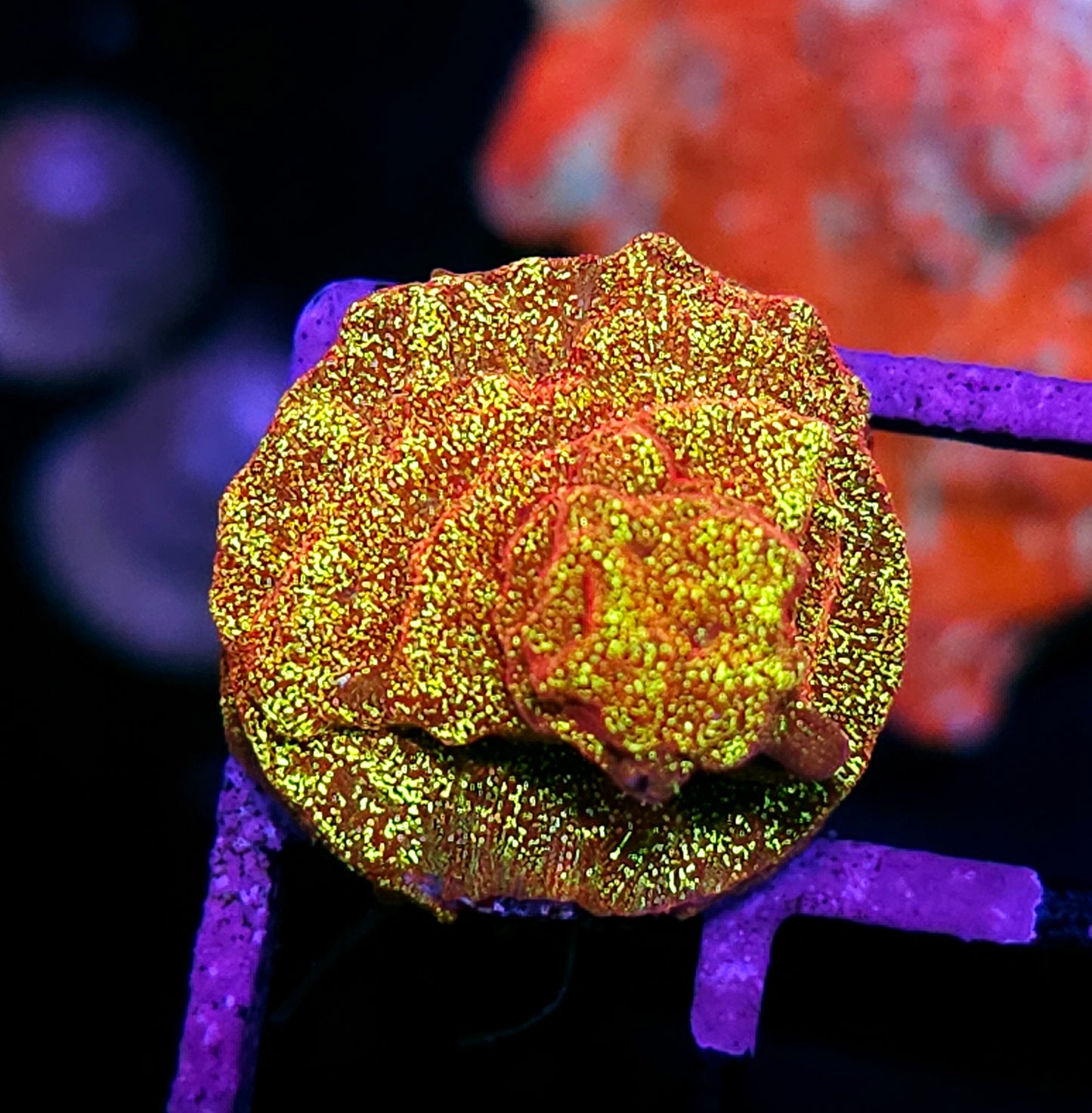 HF Napalm Leptosersis