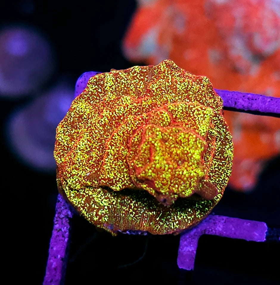 HF Napalm Leptosersis