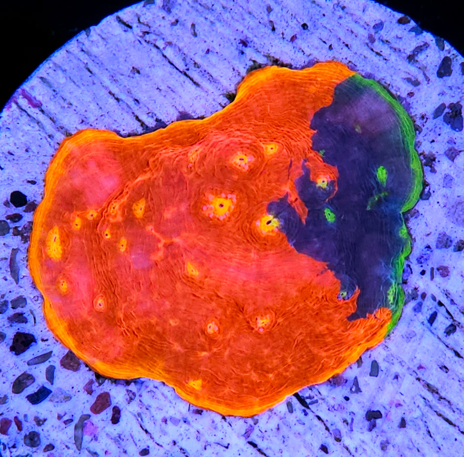 🌈🔥Rainbow Fuego Chalice Colony🔥🌈