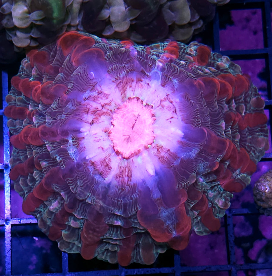 Eye of the Damned Indophyllia