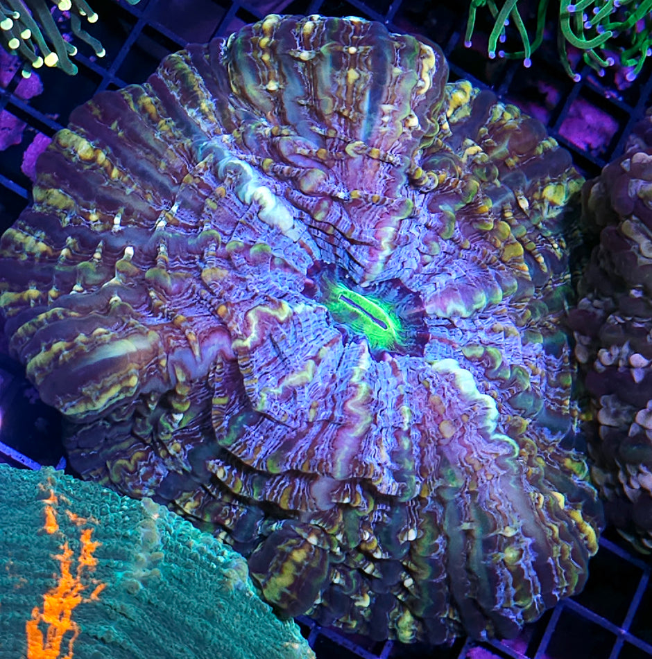 Village of the Damned Indophyllia 😱